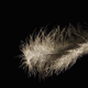 Illustration for article titled This feather is actually made up of thousands of naked human bodies